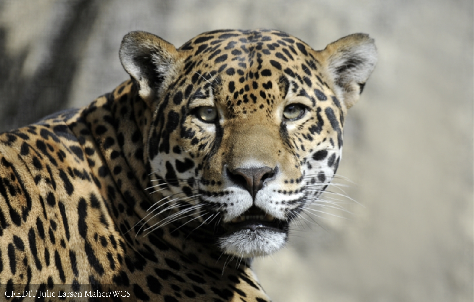 Crédito: Jaguar - Julie Larsen Maher Crédito: Jaguar - Julie Larsen Maher